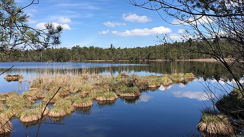 Foto, Blick auf ein Hochmoor